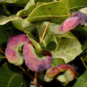 MISKITA GALL PISTACHOCHOCO